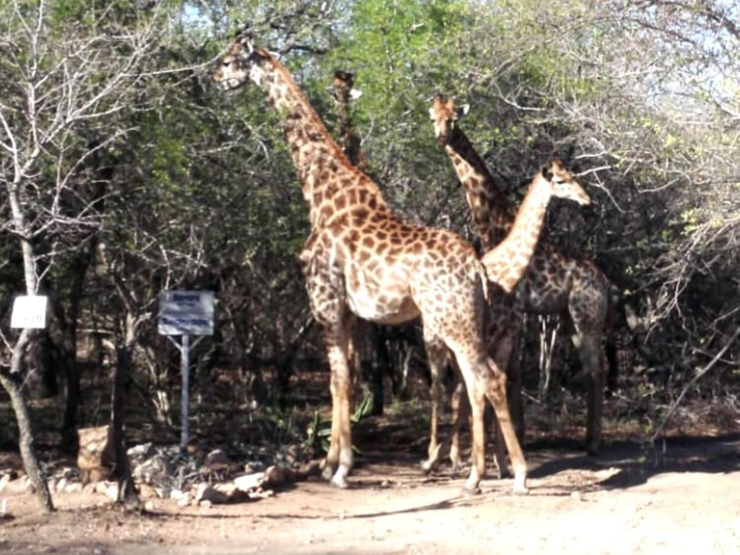 Wielewaal Bush Lodge Marloth Park Exterior foto