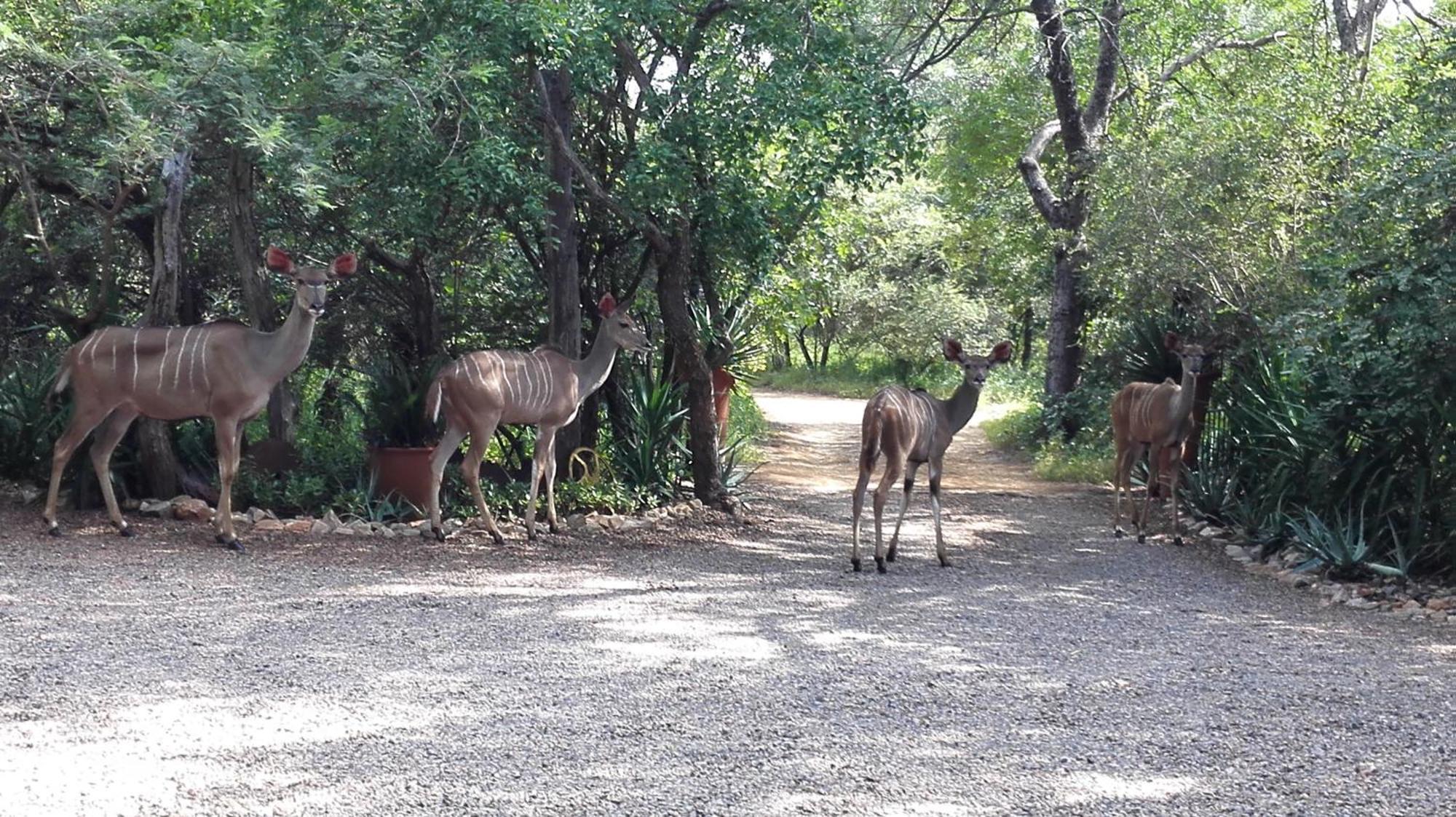 Wielewaal Bush Lodge Marloth Park Exterior foto
