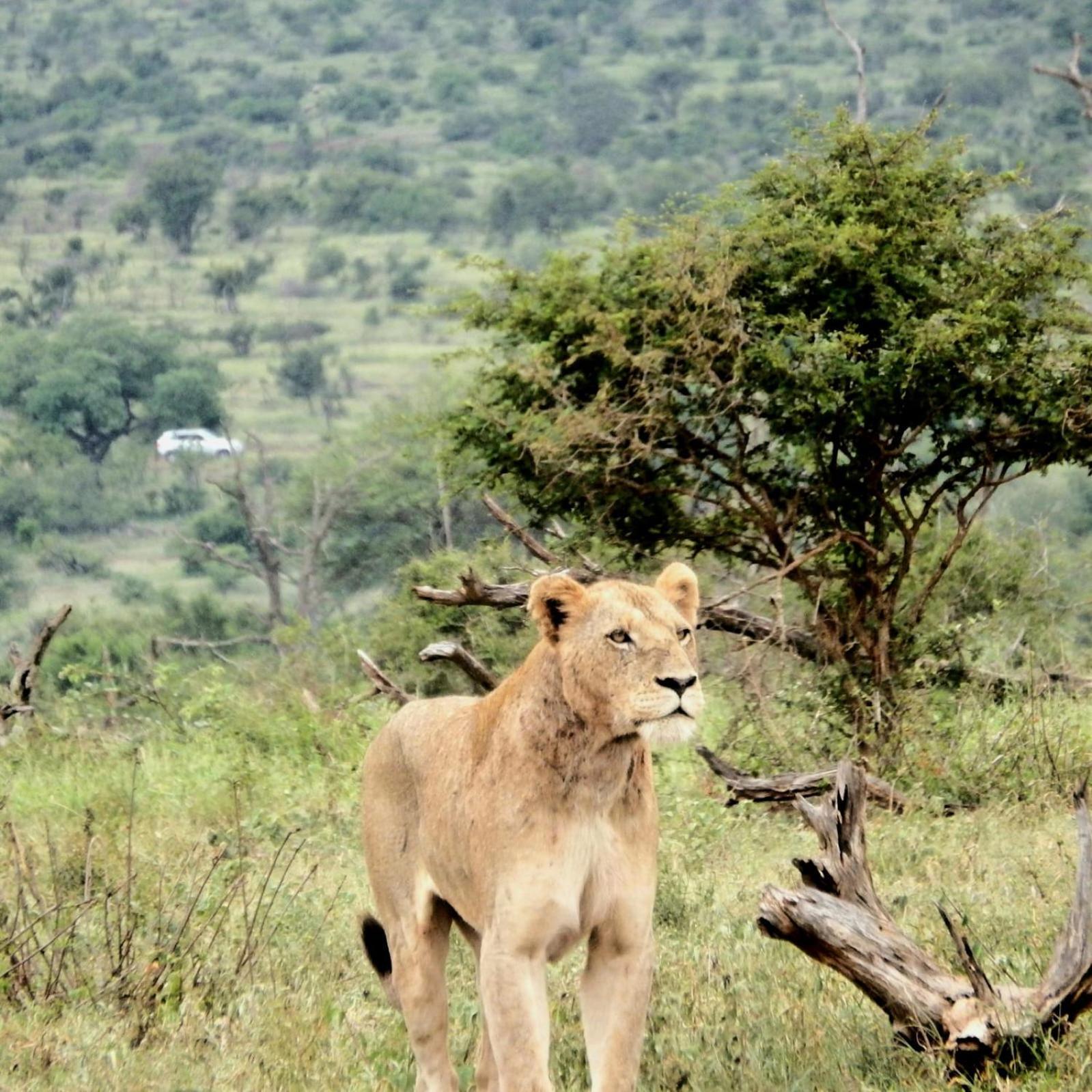 Wielewaal Bush Lodge Marloth Park Exterior foto