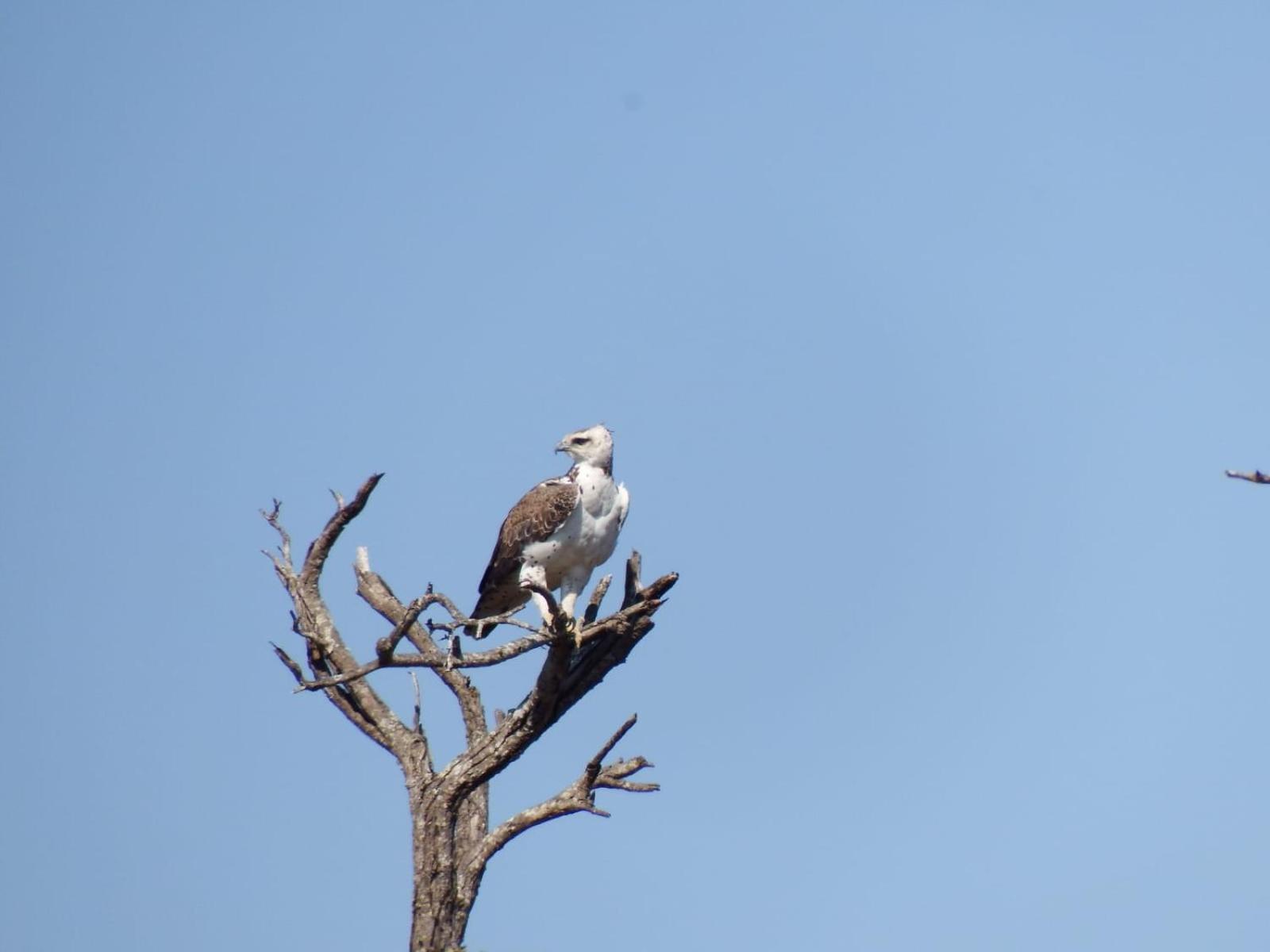 Wielewaal Bush Lodge Marloth Park Exterior foto