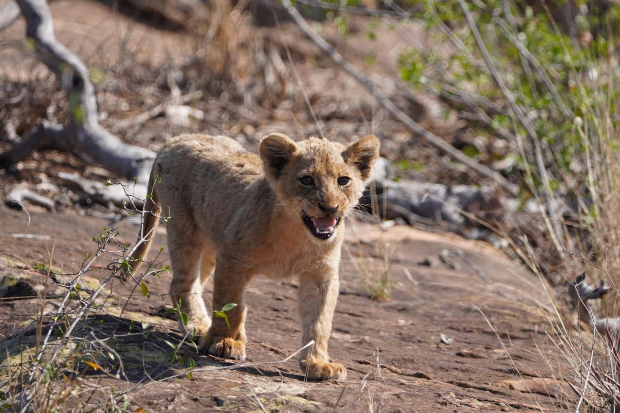 Wielewaal Bush Lodge Marloth Park Exterior foto