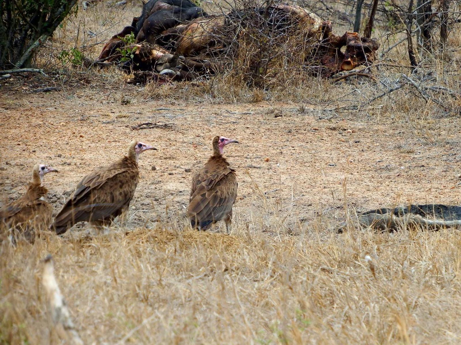 Wielewaal Bush Lodge Marloth Park Exterior foto